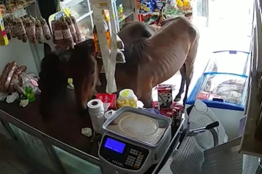 Los clientes más inesperados: dos caballos se metieron a una despensa en Córdoba