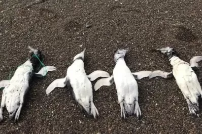 Encuentran los restos de un grupo de pingüinos con signos de ahorcamiento
