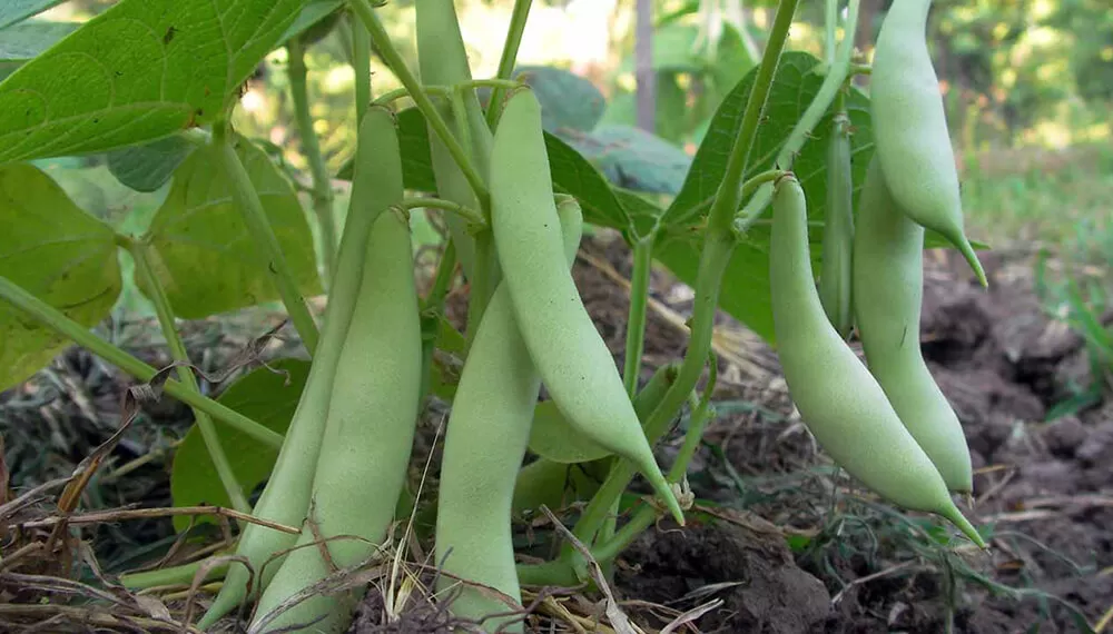 OPCIÓN. El poroto es una alternativa atractiva para los productores que, debido al clima, desisten de sembrar soja. 