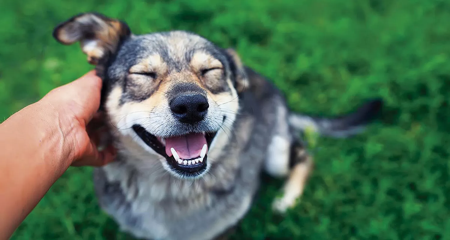 Mascotas pandémicas: entre el amor y el abandono