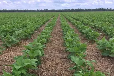 Calculan que el área sembrada con poroto va a crecer este año