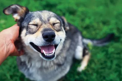 Mascotas pandémicas: entre el amor y el abandono