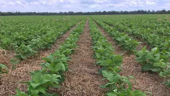 POSITIVO. La situación para el poroto mejoró con las últimas lluvias; se benefició el cultivo recién sembrado y el de fines de enero y de principios de febrero. 