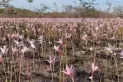 Corrientes: luego de las lluvias brotaron flores en los Esteros del Iberá