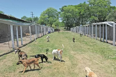 Pensiones: un lugar seguro y amigable donde hospedar a tu perro