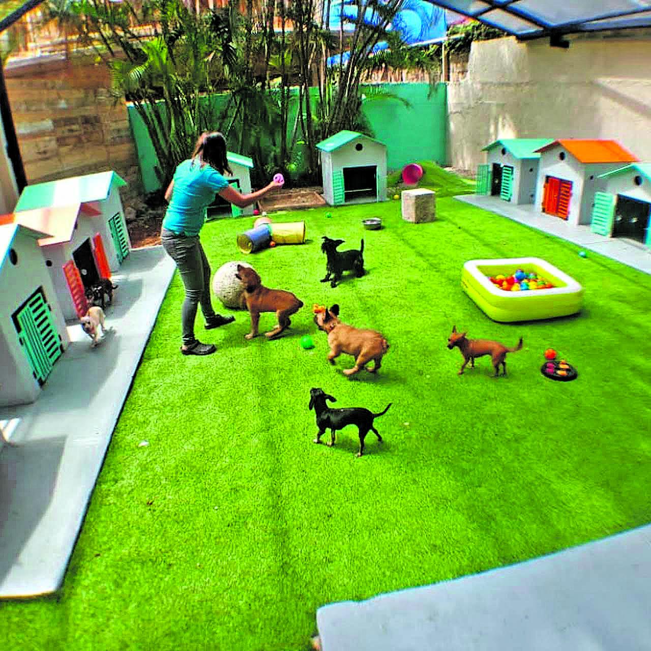 Pensiones: un lugar seguro y amigable donde hospedar a tu perro