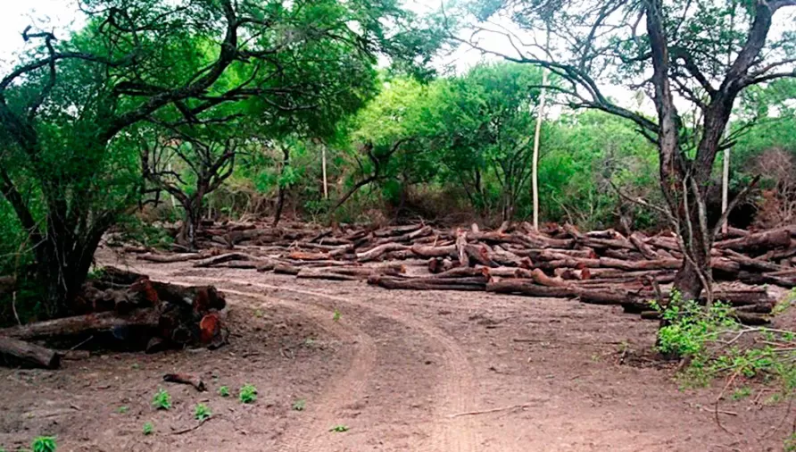 INICIATIVA. La Nación quiere reformar la Ley de Bosques Nativos.