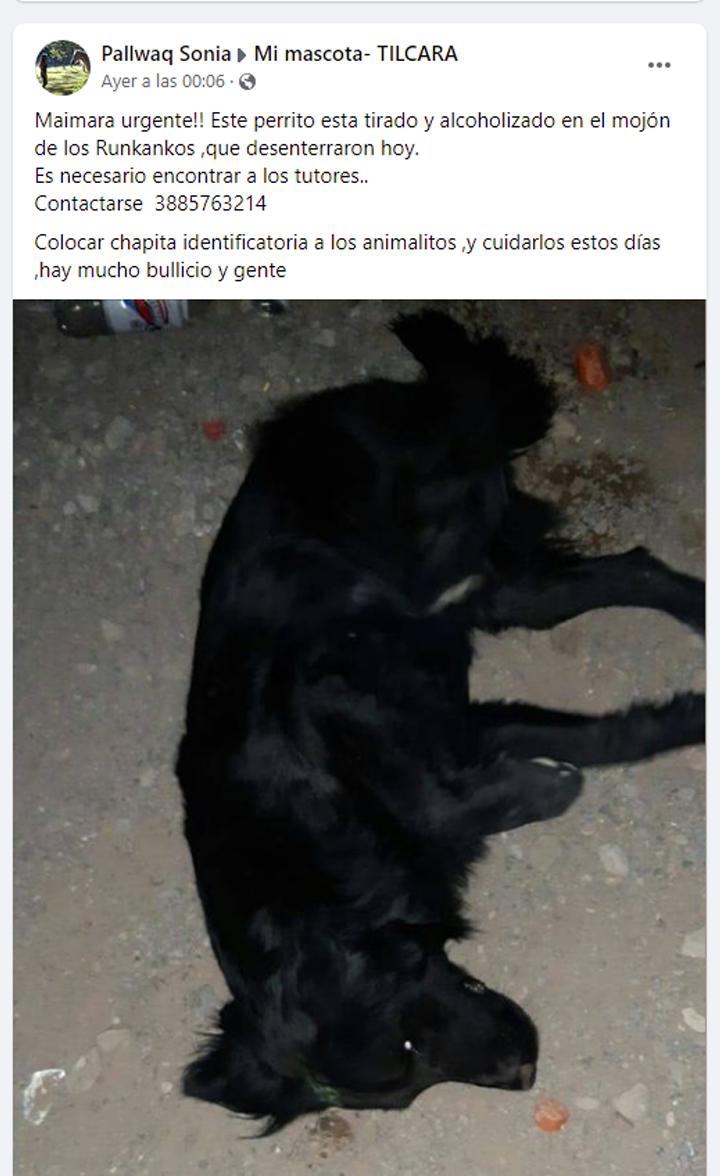 Alcoholizaron a un perro en pleno festejo del Carnaval