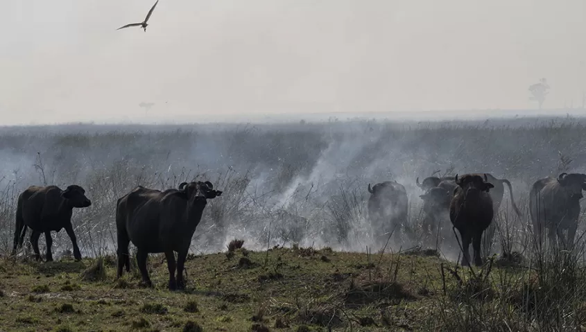 CONSECUENCIAS. Los incendios en Corrientes disminuirán la oferta de vacunos el año que viene, según la Nación.