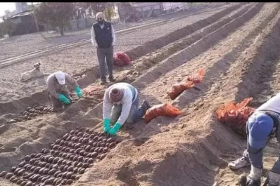 Elaborarán harina de batata apta para comidas para celíacos