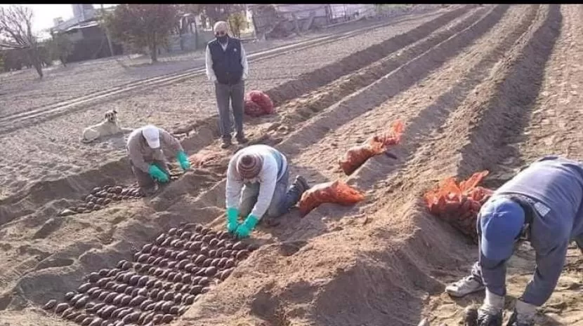 DULCE ESPERANZA. La cooperativa simoqueña está dedicada a las batatas. 