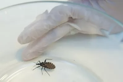 Un remedio contra la presión puede ser útil en la lucha contra el Mal de Chagas