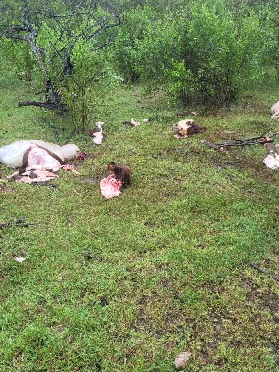 LAS PRUEBAS. Los cuatreros faenan los animales en el mismo campo donde ingresan de manera ilegal. 