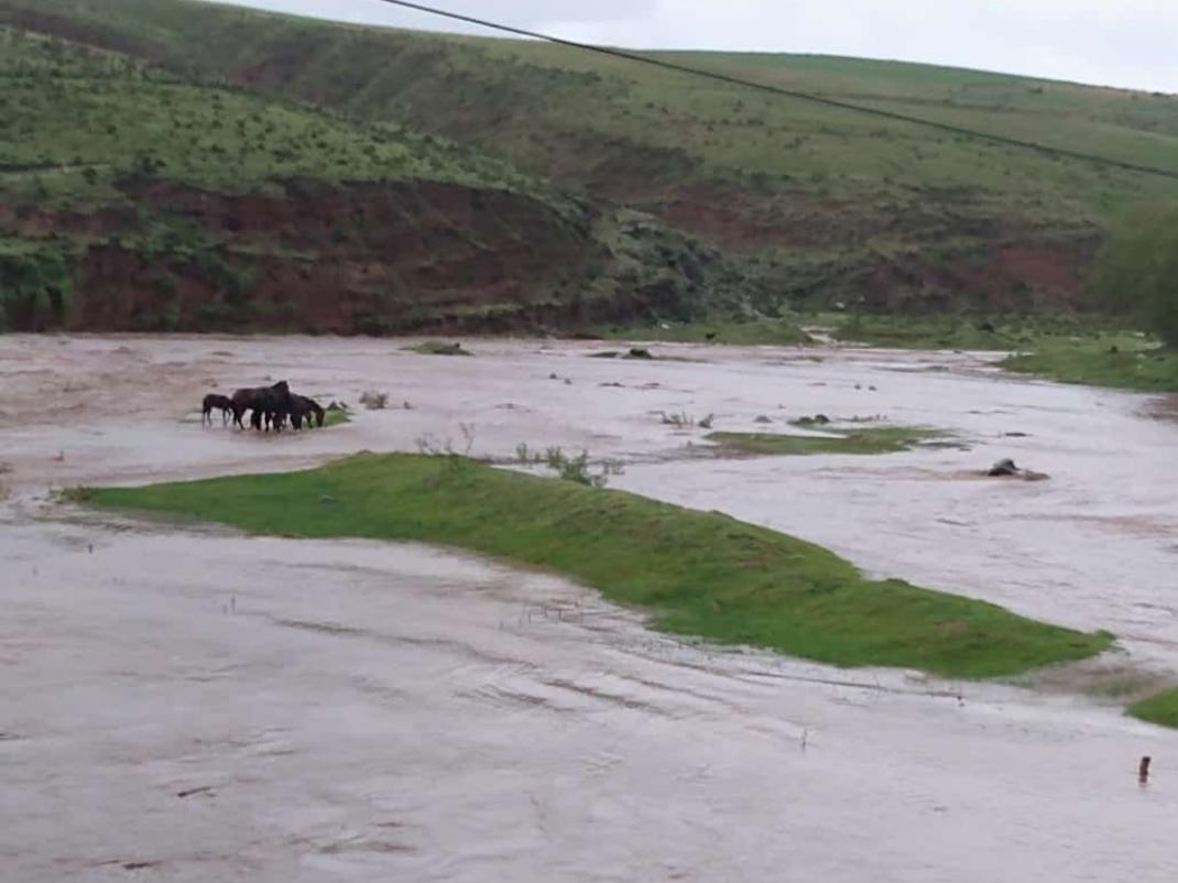 La crecida del río arrasó con algunos animales 