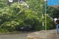 San Miguel de Tucumán: un árbol cayó sobre tres autos en Mendoza y Catamarca