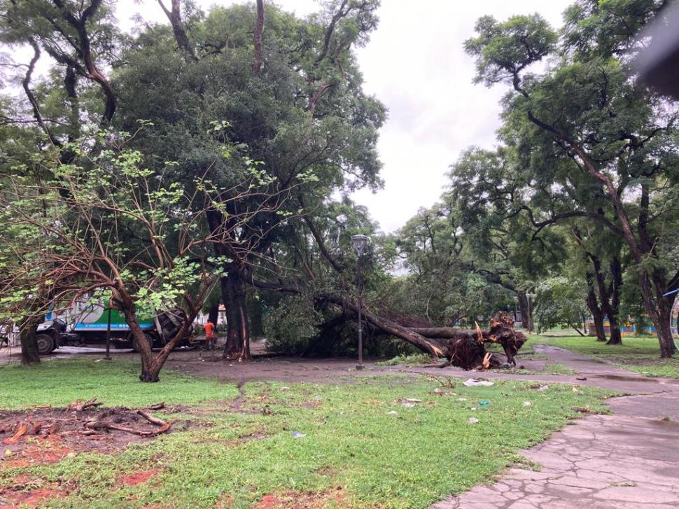 PARQUE AVELLANEDA. Un árbol cayó cerca de donde se derrumbó otro en diciembre.