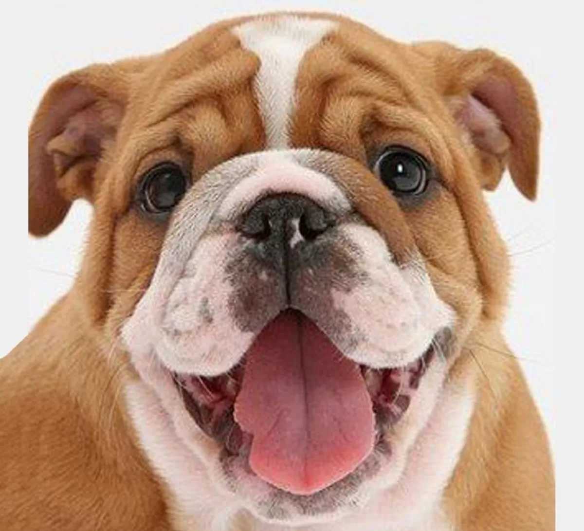 Bulldog inglés: hocico pequeño, frágil de salud