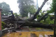 Temporal en Tucumán: un árbol cayó sobre una mujer que iba en motocicleta