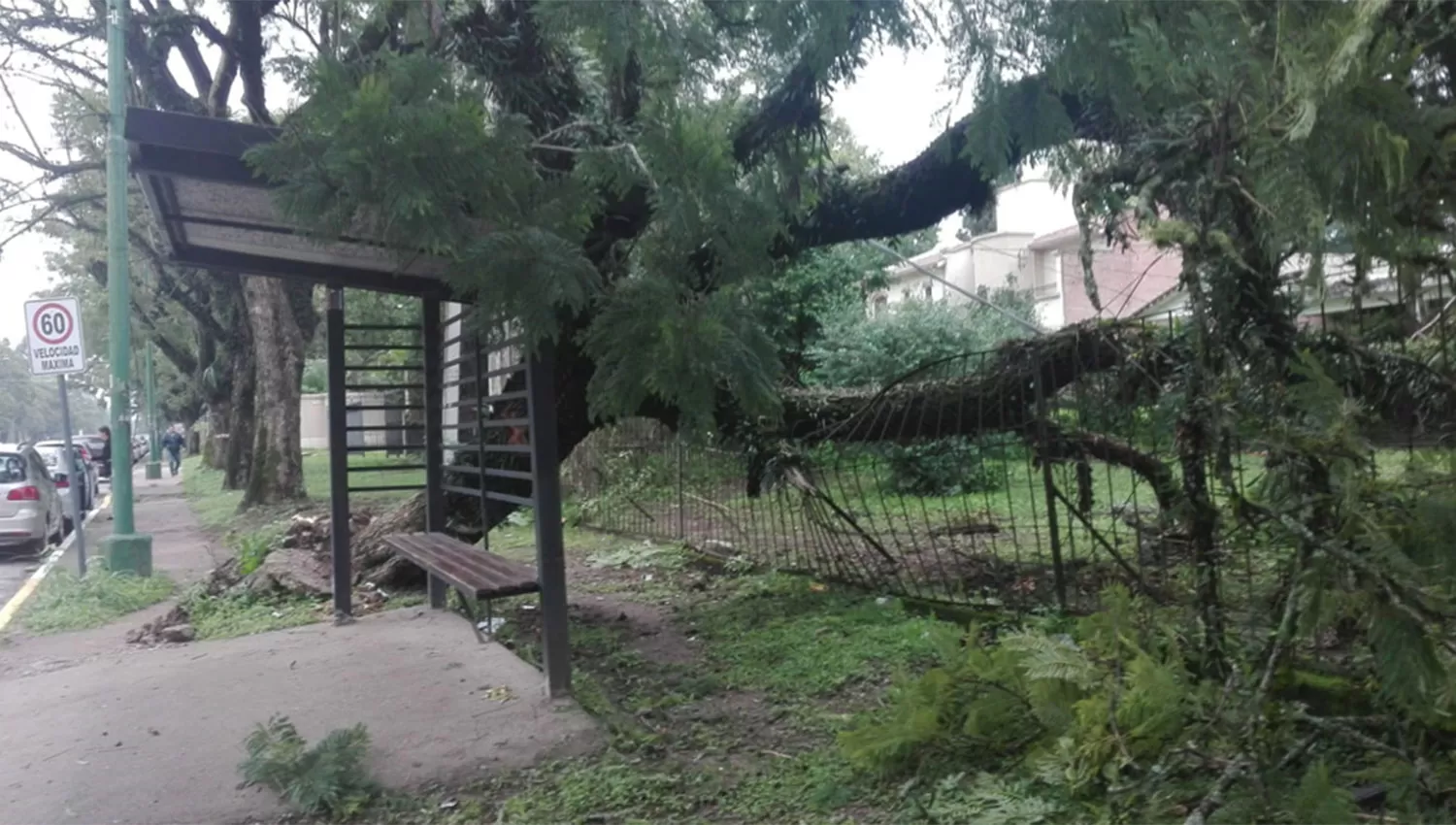 CERCA DE UNA PARADA. El árbol se derrumbó alrededor de las 6. 