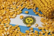 España y Francia buscan aumentar las compras de maíz argentino, dado el conflicto en Ucrania