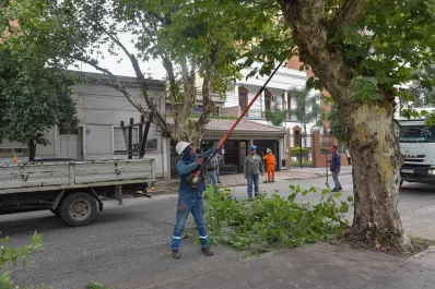 El bussismo pide que el municipio brinde informes sobre el censo del arbolado público