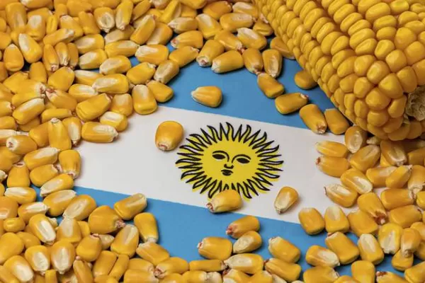 España y Francia buscan aumentar las compras de maíz argentino, dado el conflicto en Ucrania