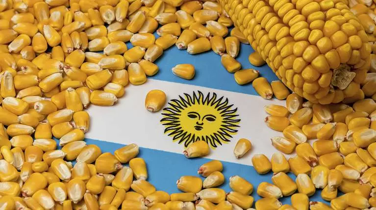 Maíz de Argentina. Imagen ilustrativa