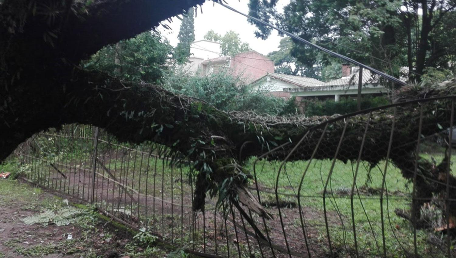 SOBRE LA VERJA. El añoso árbol destrozó parte del frente de la casa.