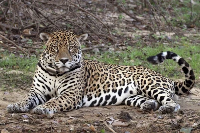 Conocé al yaguareté y al oso hormiguero en realidad aumentada
