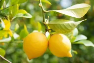 Por el momento Tucumán continúa libre de HLB 