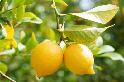 Por el momento Tucumán continúa libre de HLB