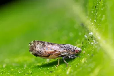 Tiempos de fortalecer la prevención en HLB
