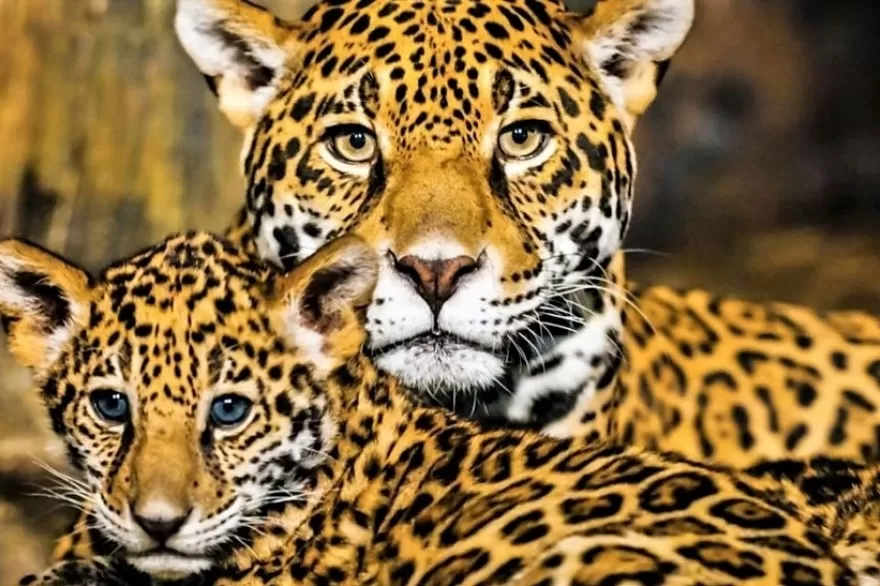 POCOS EJEMPLARES. Se calcula que en la Argentina quedan 250 yaguaretés. 