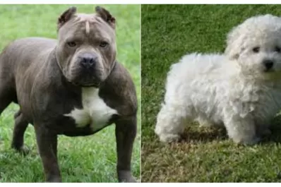 La Pampa: una mujer de 87 años murió al querer salvar a su caniche del ataque de un pitbull