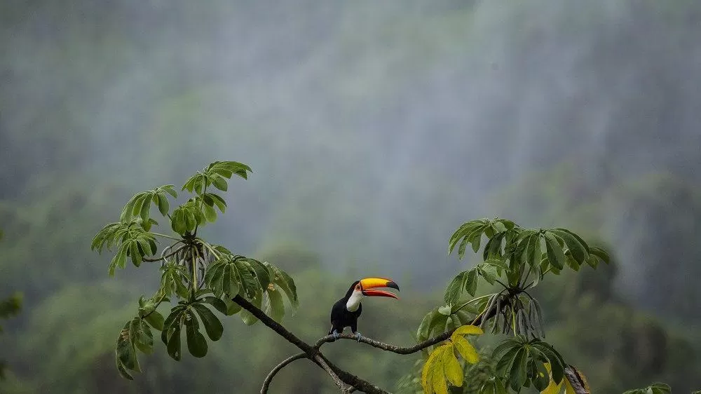 MENOS BIODIVERSIDAD. Los objetivos declarados apuntan a cuidar las especies, evitar nuevas pandemias y aumentar la cantidad de reservas. 