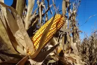 Maíz: aun con la lluvia, el rinde está bajo el promedio