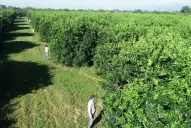 La alerta contra el HLB debe sonar para todos