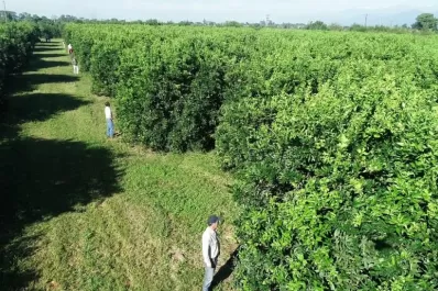 La alerta contra el HLB debe sonar para todos