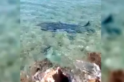 Colombia: un tiburón atacó y mató a un turista italiano