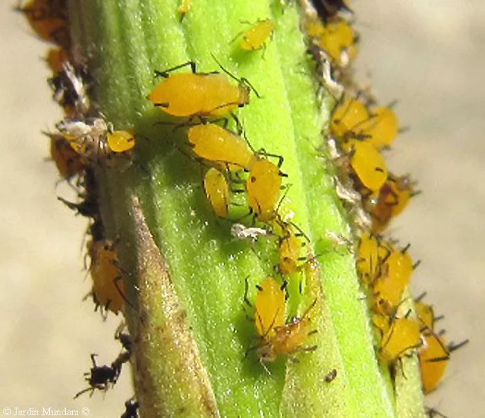 DAÑO. Este pulgón ingiere nutrientes que la planta precisa para su desarrollo.  