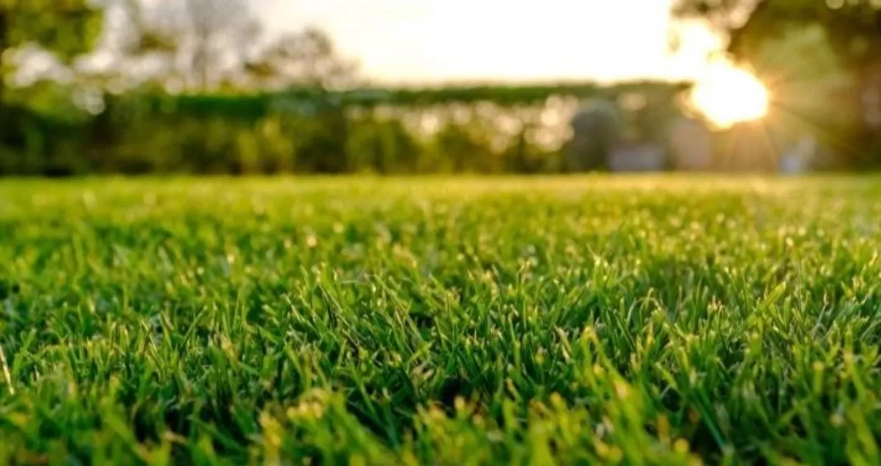 Consejos para mantener tu césped fuerte durante la época invernal