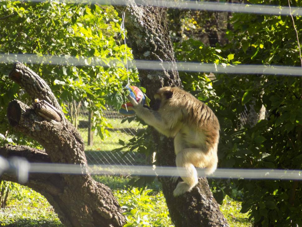 EN CASA. Una vez domesticado, es difícil que un animal silvestre se libere. 
