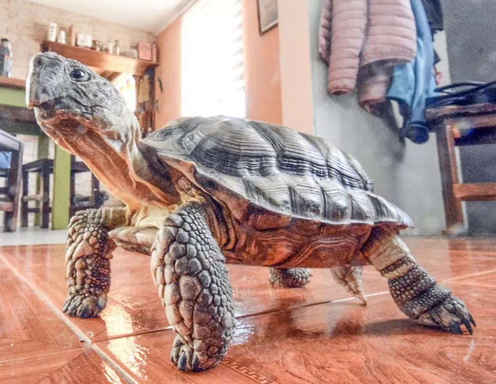 TRADICIÓN ILEGAL. En Argentina es muy común la tenencia de tortugas como mascotas, y a pesar de estar prohibida, se siguen vendiendo en ferias.   