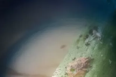 Detección de un parasitoide benéfico que controla al vector del HLB