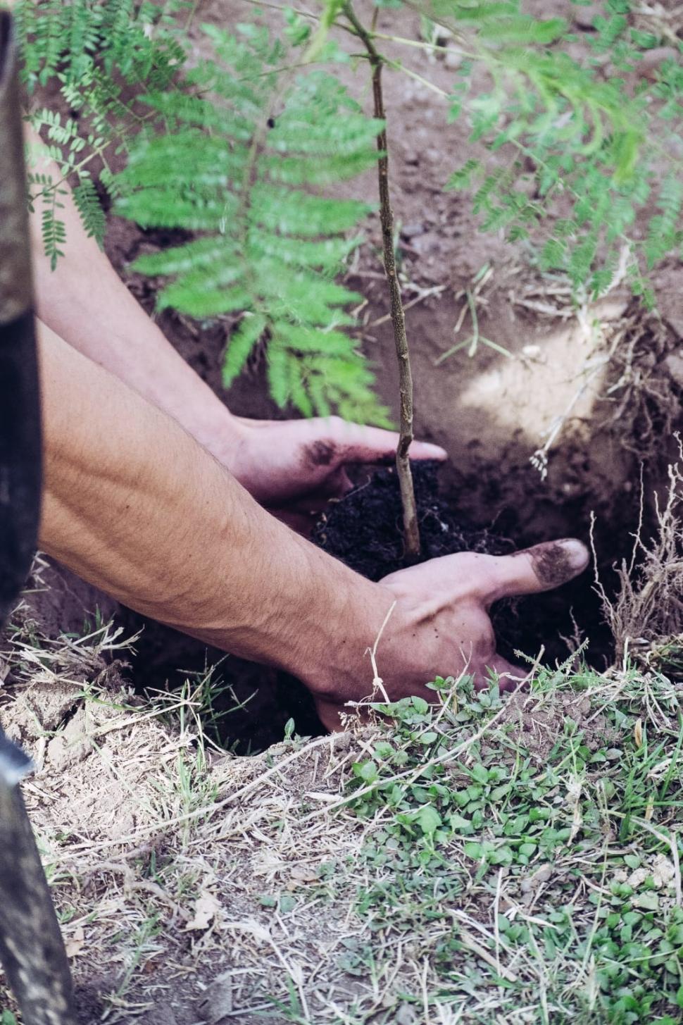 PRIMER OBJETIVO. La meta son 100 árboles plantados en la provincia.  