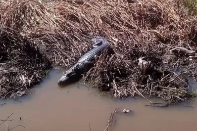 En Corrientes, rescataron yacarés afectados por la sequía y los incendios