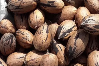 Cuáles son los alimentos que te dan más energía y hacen bien a tu mente