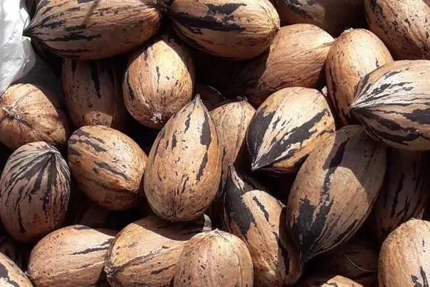 BENEFICIOS. La nuez.