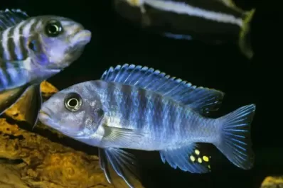 Según un estudio, los peces de agua dulce tienen aptitudes para las matemáticas