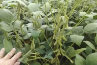 Advierten que “la campaña de granos está complicada”